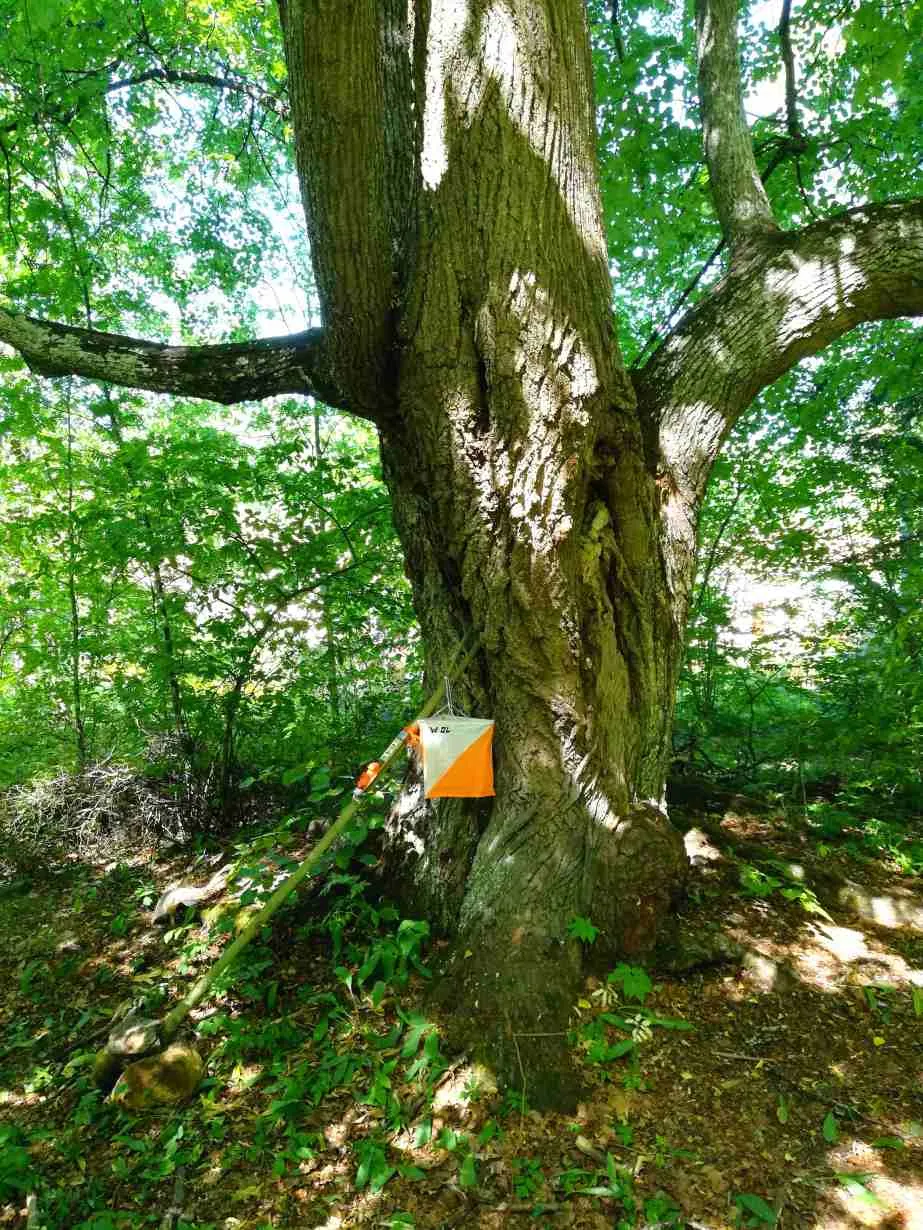 Kuvituskuva: rastilippu ja tammi